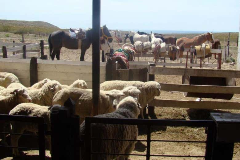 San Guillermo farm