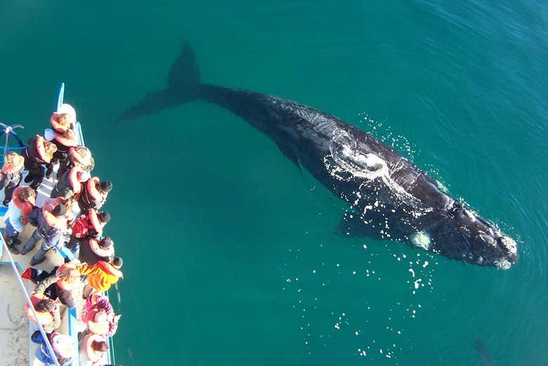 Alla scoperta della fauna della Penisola di Valdés