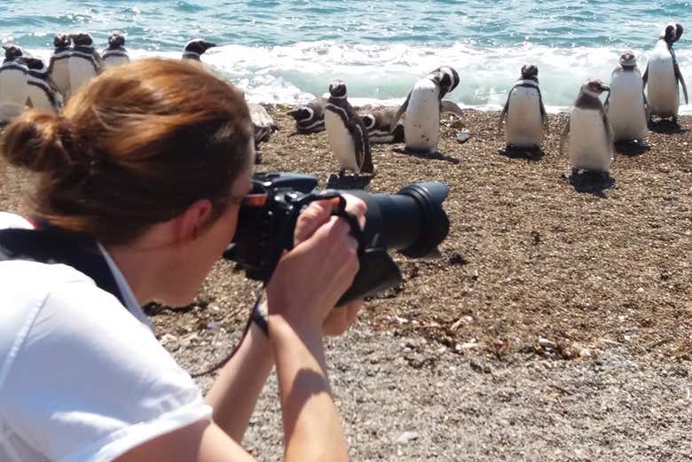 Fotografando os pinguins