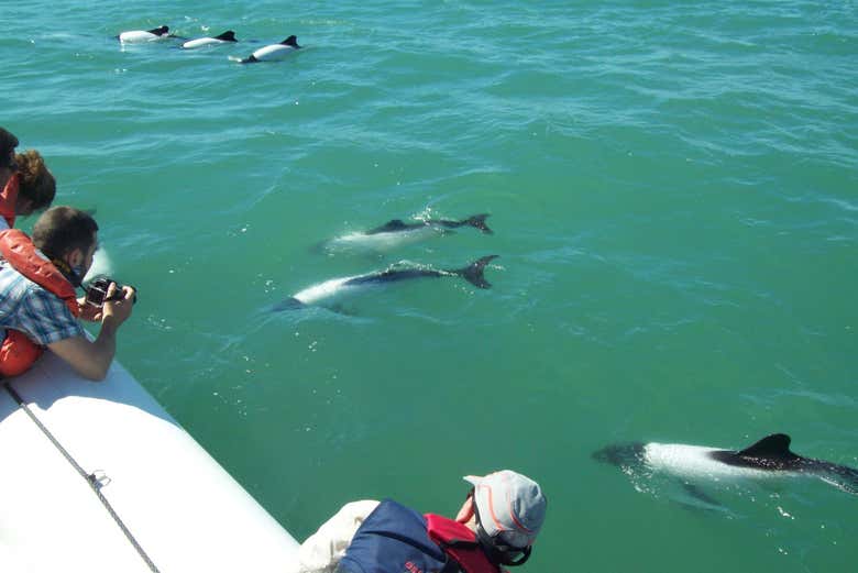 Você poderá ficar perto dos golfinhos da Patagônia
