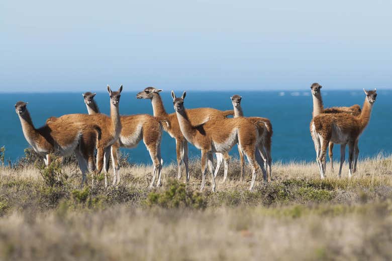 Guanacos dans le sud de la Péninsule de Valdés