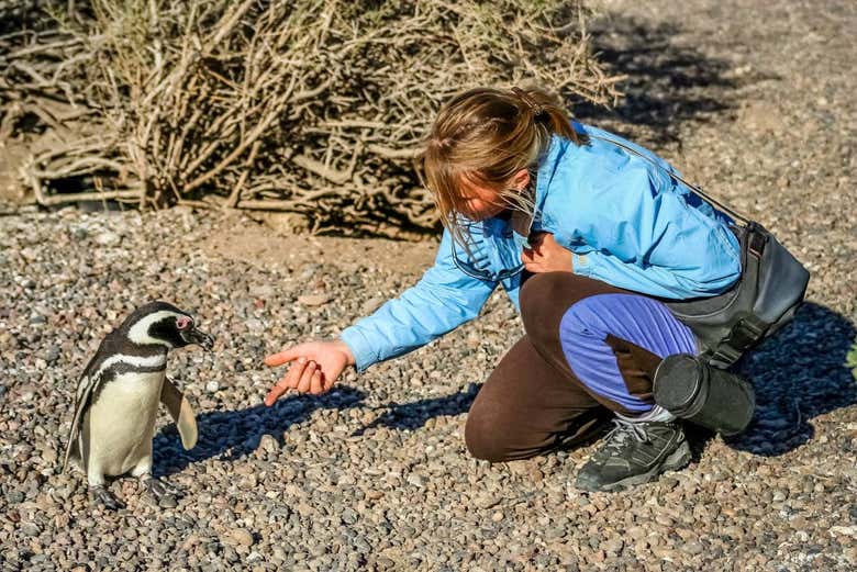 Cumprimentando um pinguim em Punta Tombo