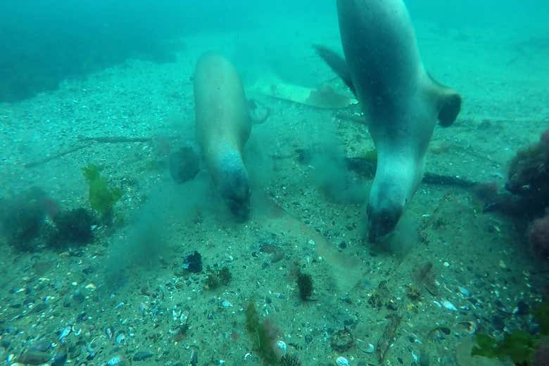 Sea Lions on the coast of Punta Loma