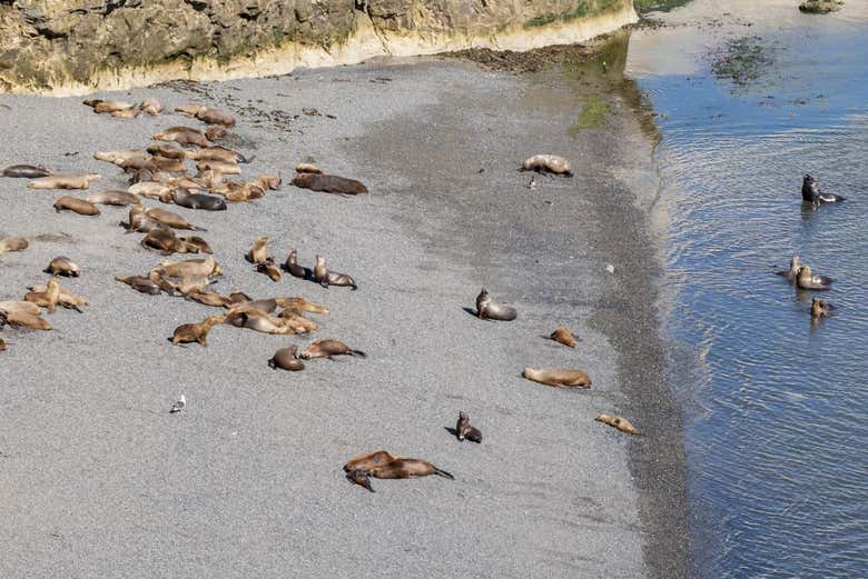 Un branco di leoni marini a Punta Loma