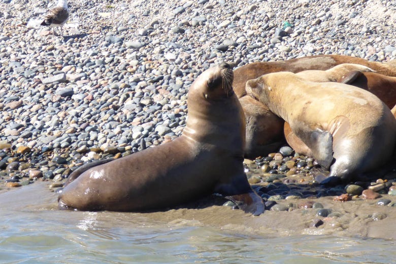 Punta Loma cuenta con numerosos ejemplares de lobos marinos