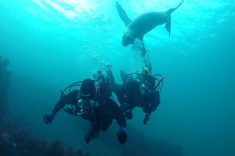 Mergulhando com lobos-marinhos 