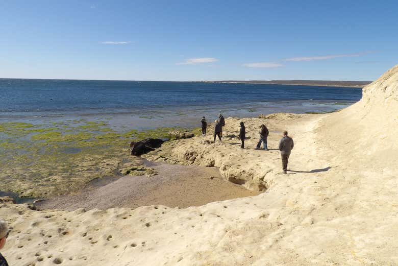 Encontrando un ballenato durante la ruta en Punta Este