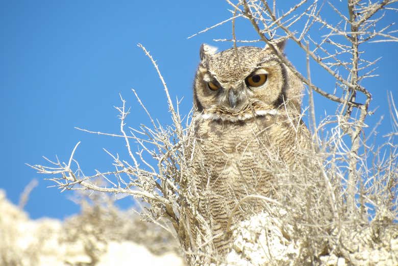 Búho en los cañadones