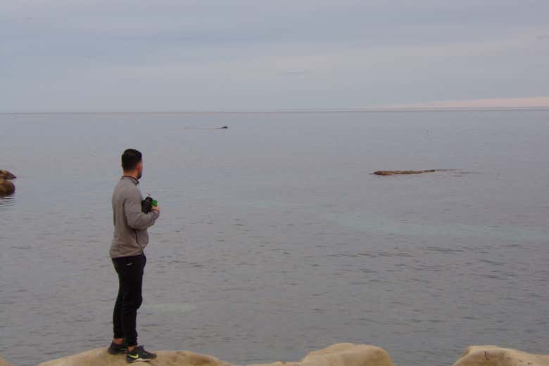 Avistando una ballena