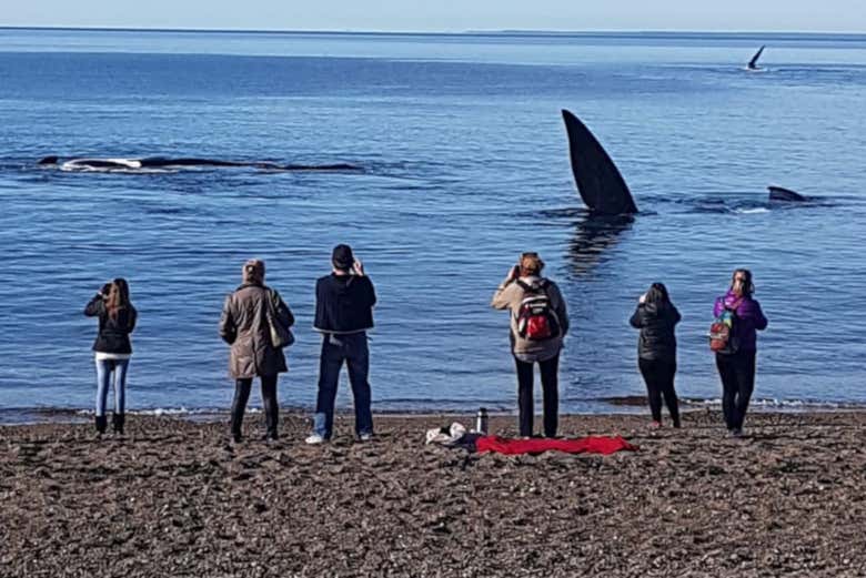 Ballenas francas australes en El Doradillo