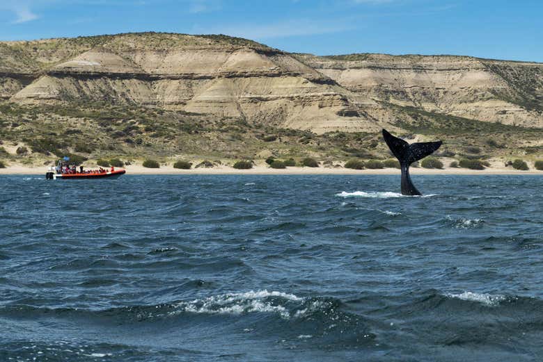 Whale watching off the coast of Valdes Peninsula