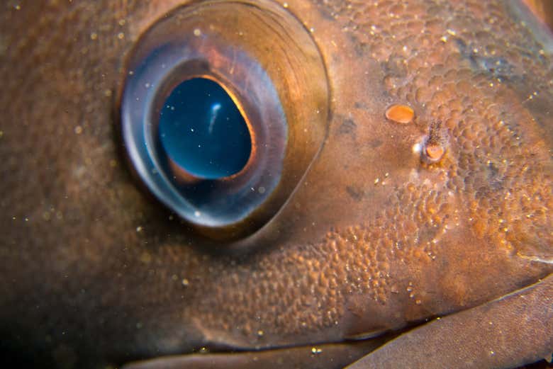 Garoupa em Puerto Madryn
