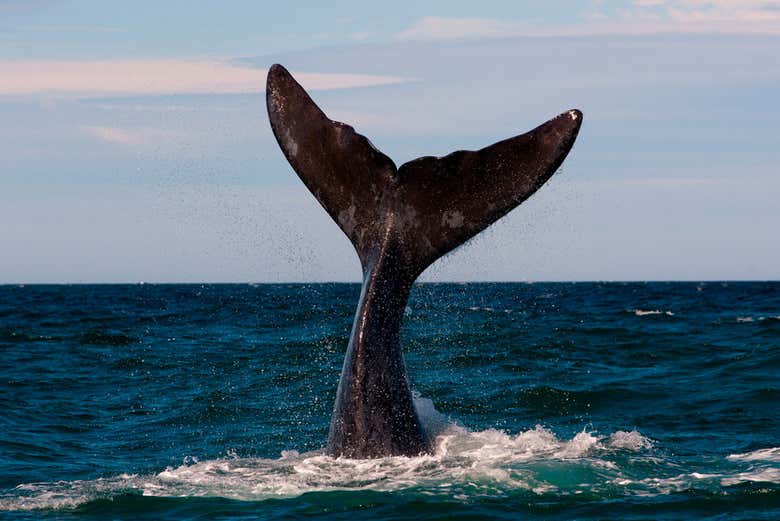 Orcas en Puerto Madryn