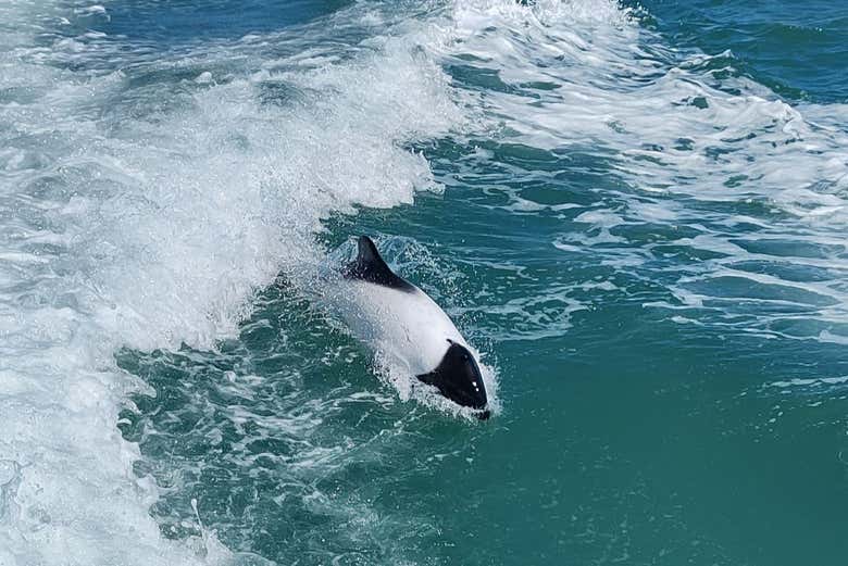 Un delfino bianco e nero vicino all'imbarcazione