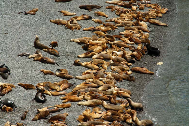 Lions de mer à Punta Loma