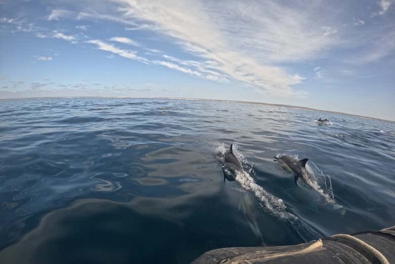 Um casal de golfinhos se aproximando da lancha