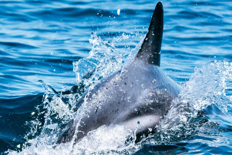 Barbatana de golfinho-escuro