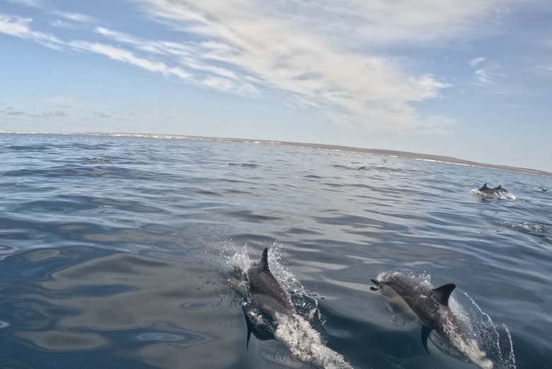 Os golfinhos nadando no seu habitat