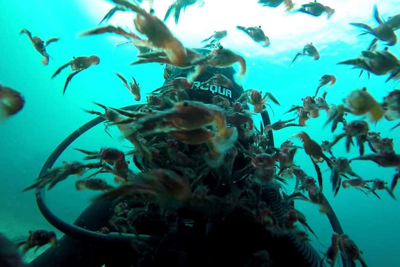 Fauna marina em Puerto Madryn
