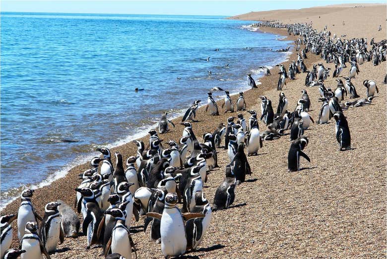 Pingüinera da estancia San Lorenzo, na península Valdés