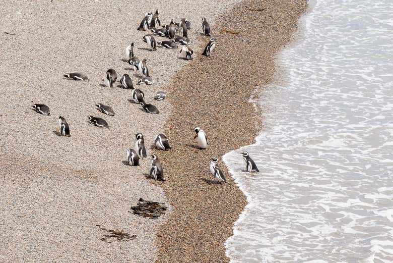 Pinguins na zona de Puerto Madryn
