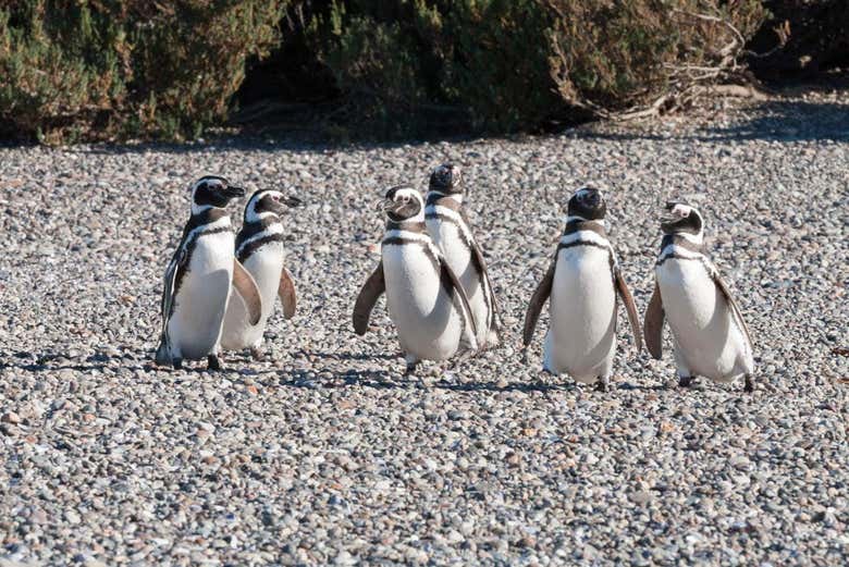 Pinguini della Riserva Naturale di Punta Tombo