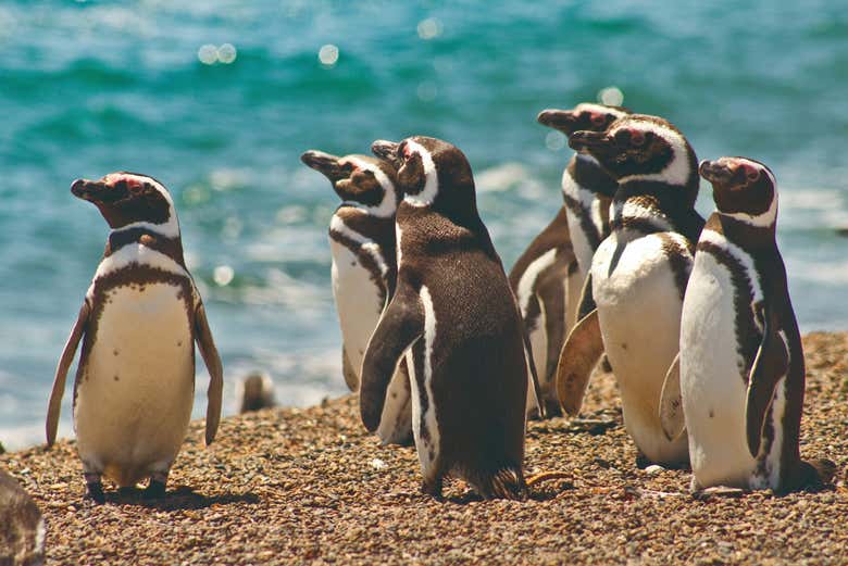 Pingüinos magallánicos en la estancia San Lorenzo