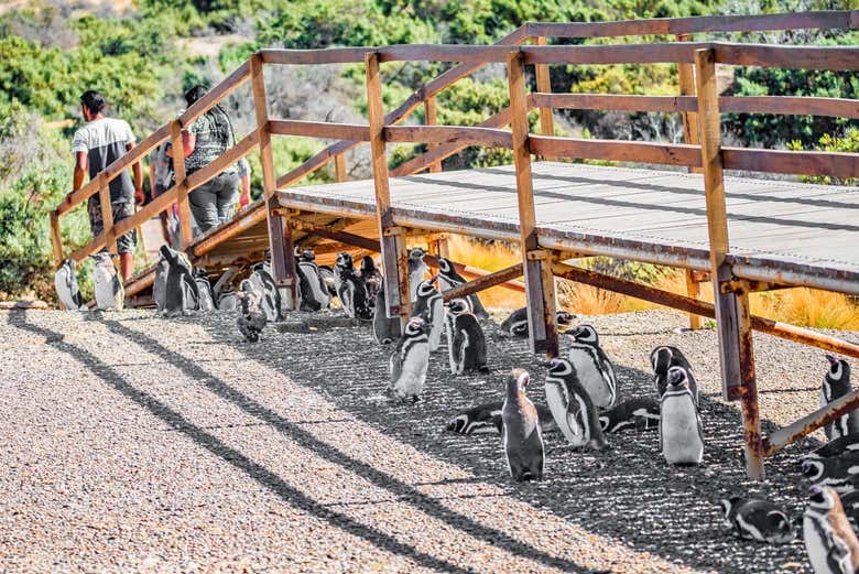 Penguins next to the walkways in Punta Tombo