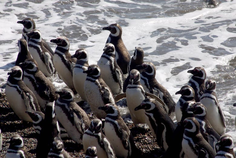 Pingüinos patagónicos del sur de la Península Valdés