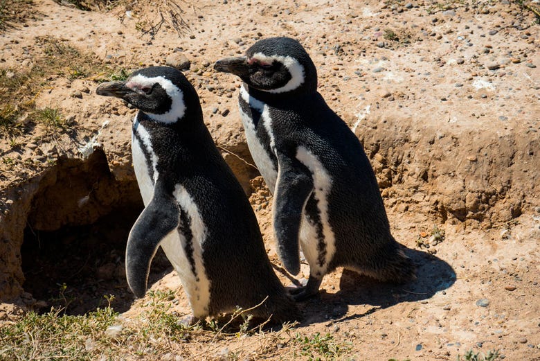 Pinguins em seu habitat natural