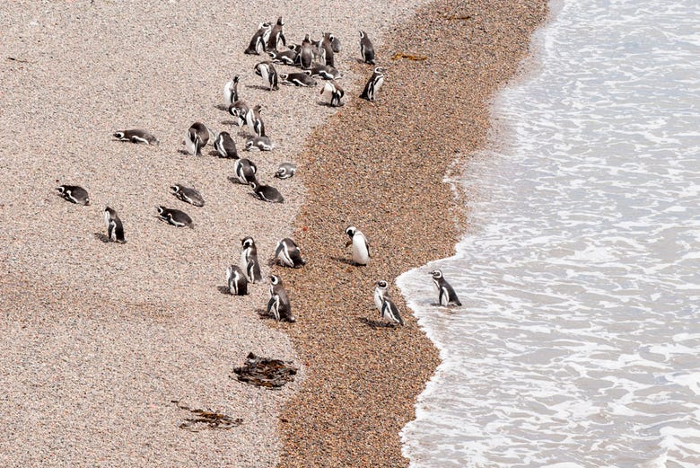 The penguin colony enjoying Punta Tombo beach
