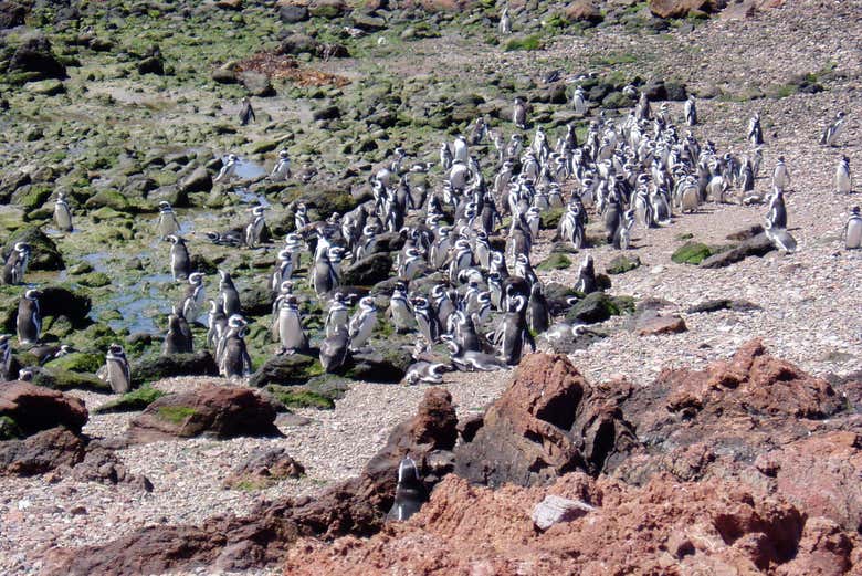 A reserva de pinguins mais importante do continente americano