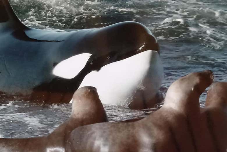 Admire these majestic creatures