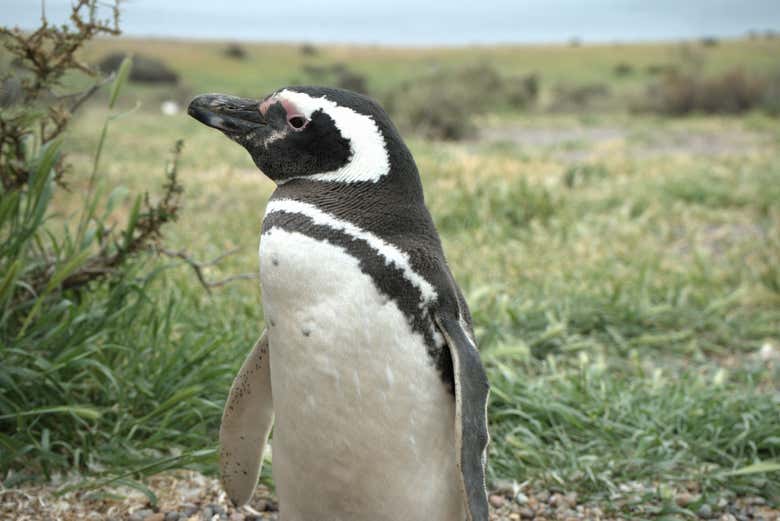 Pingüino de Magallanes en Punta Tombo