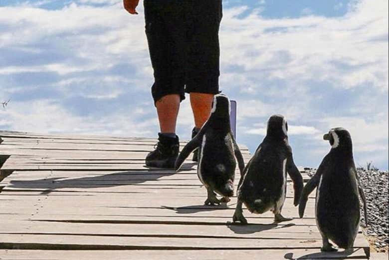 Caminamos con los pingüinos