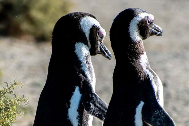 Pingüinos en libertad en Punta Tombo