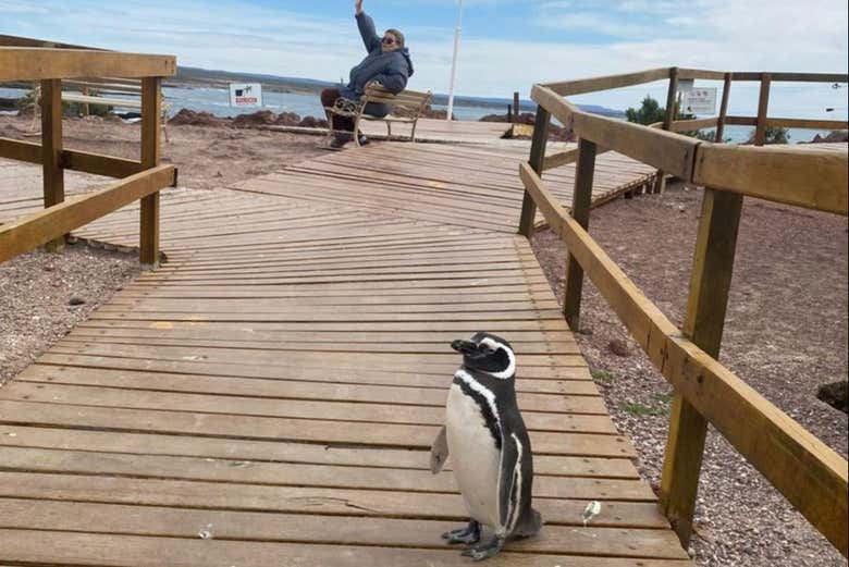 ¡Momento foto en Punta Tombo!