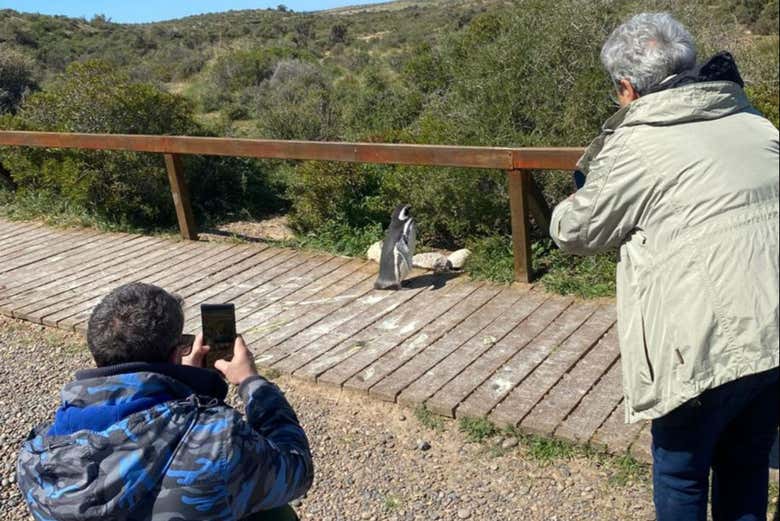 Tomando una foto a un pingüino sin molestarlo