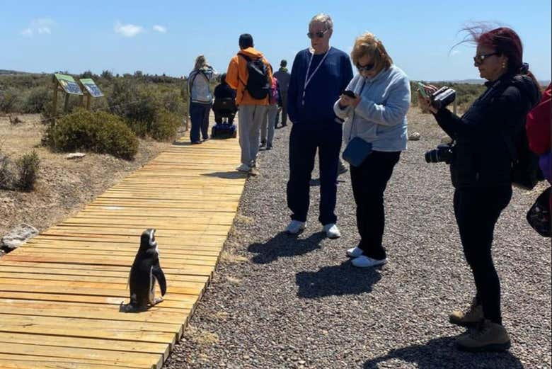 Veremos pingüinos respetando su espacio