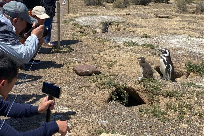Temporada de pichones en verano