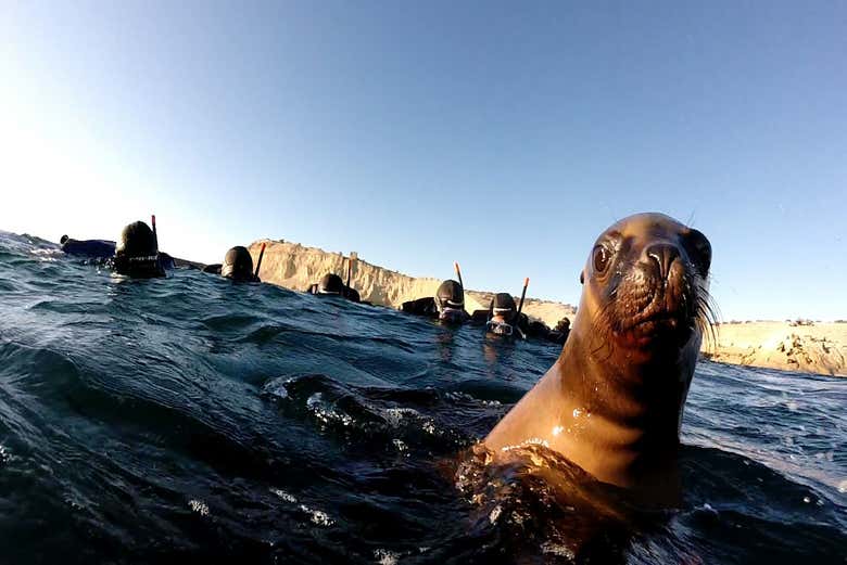 Snorkeling con i leoni marini a Punta Loma