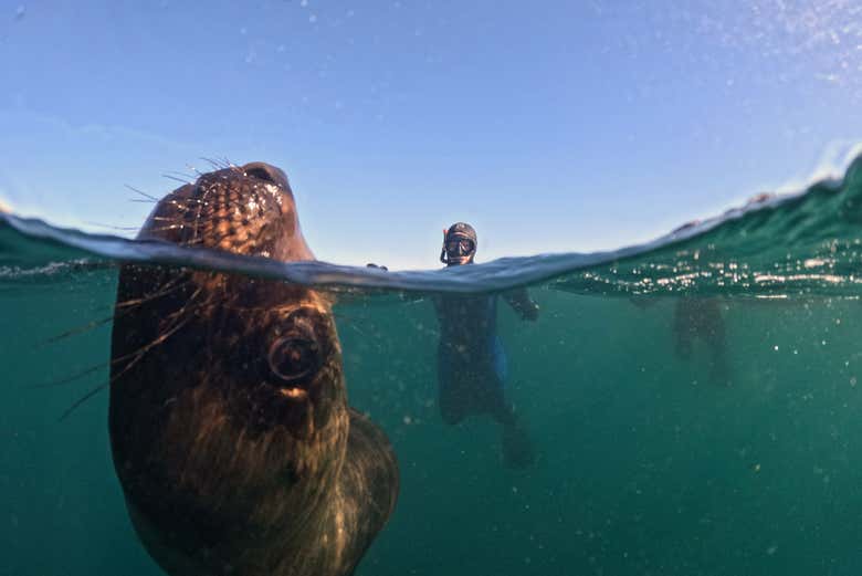Encontrándonos con los lobos marinos en Punta Loma