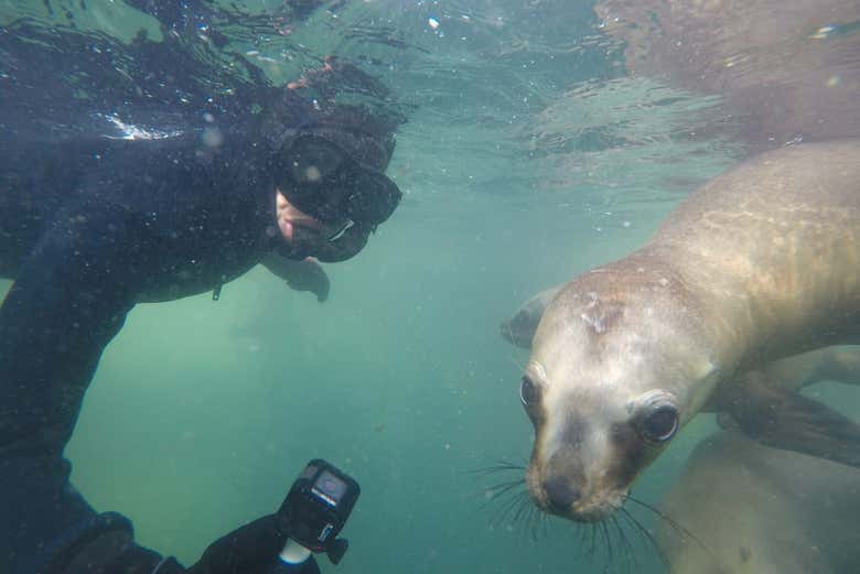 ¡Momento selfie con el lobo marino!