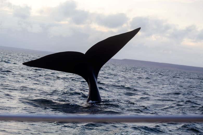 La vista de las imponentes ballenas