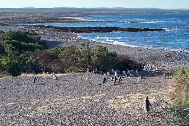 Vista di Punta Tombo e dei suoi pinguini