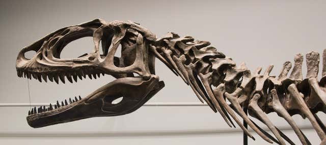 Tour por el Museo Paleontológico Egidio Feruglio + Avistamiento de delfines