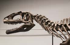 Tour por el Museo Paleontológico Egidio Feruglio + Avistamiento de delfines