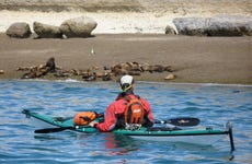 Tour en kayak y avistamiento de lobos marinos