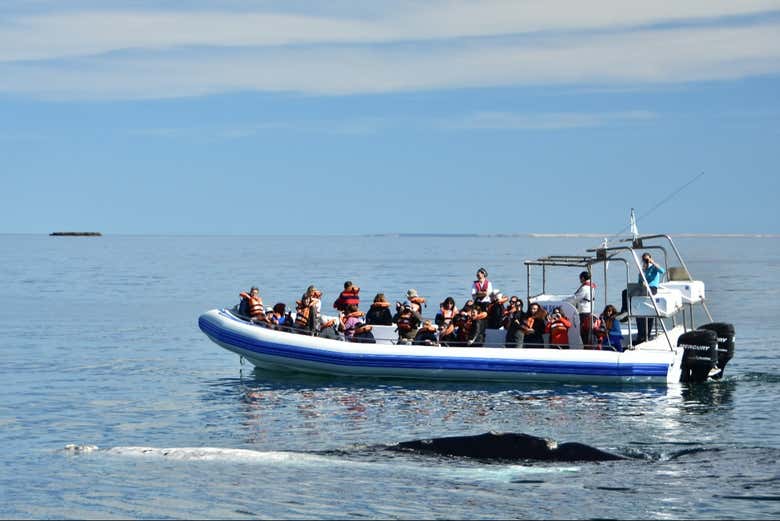 Durante la navegación en las aguas del Golfo Nuevo
