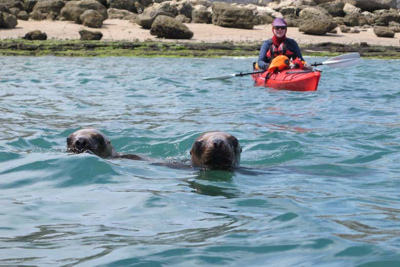 Observation des otaries
